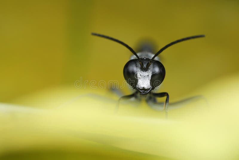 Digger Wasp sur la feuille jaune photographie stock libre de droits Digger Wasp sur la feuille jaune photographie stock libre de droits