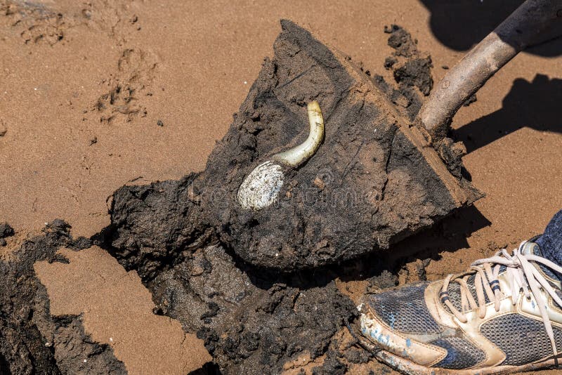 A man digging soft shell clams o. Bivalve shell stock images, royalty-free photos and pictures
