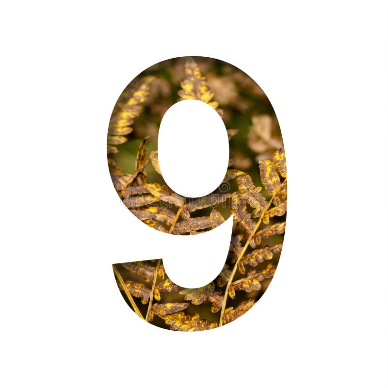 Digit nine, 9 is cut from white paper with autumn fern leaves background, late autumn font or alphabet. Collection of decorative stock photos