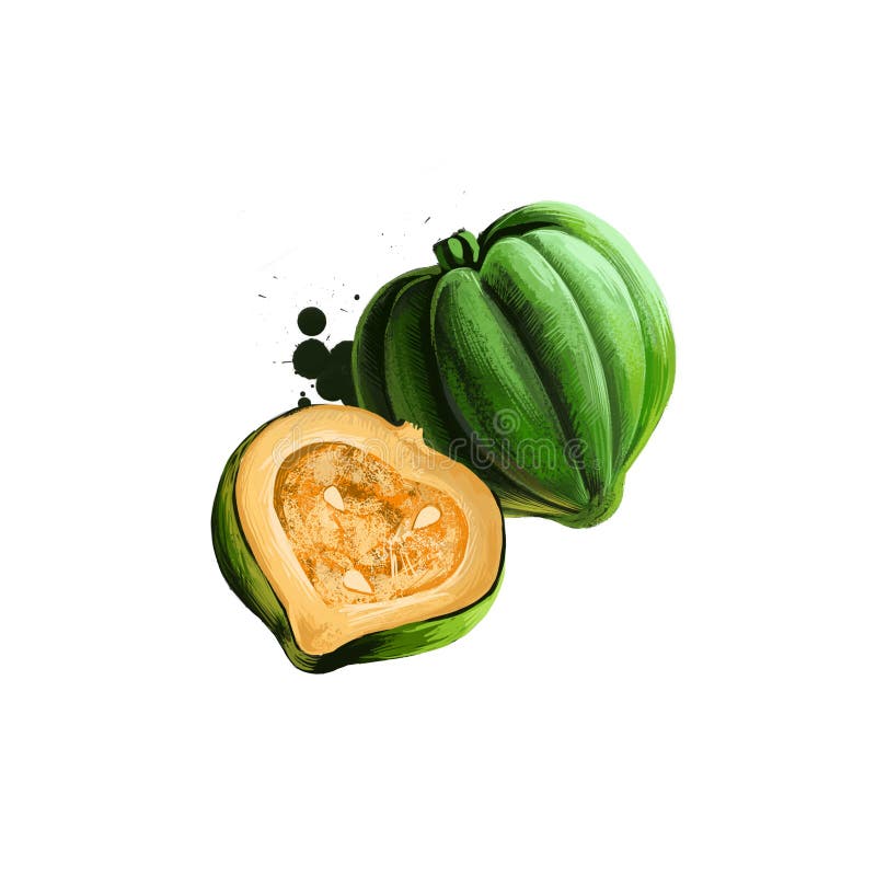 https://thumbs.dreamstime.com/b/digital-art-illustration-acorn-squash-cucurbita-pepo-pumpkin-isolated-white-background-organic-healthy-food-green-fresh-189781873.jpg