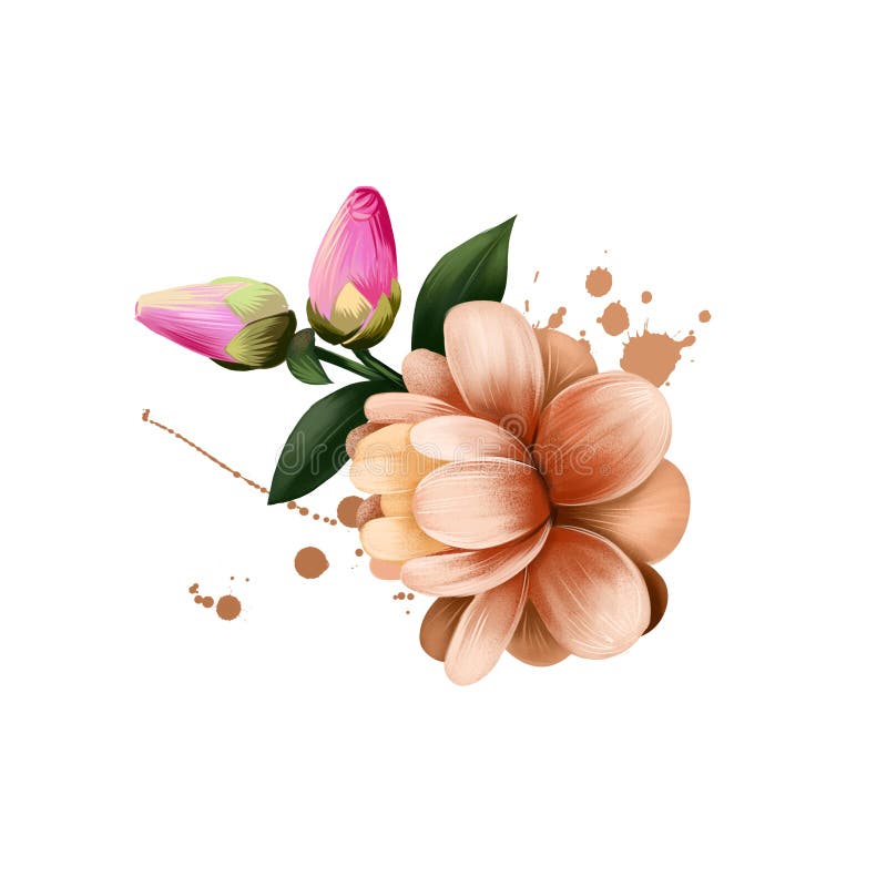 Digital Art Illustration of Camellia Japonica Isolated on White. Hand