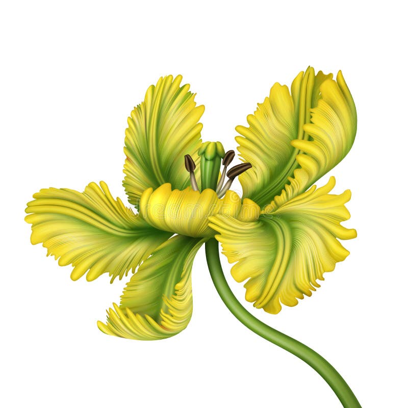 Digital botanical illustration of a beautiful yellow parrot tulip flower isolated on white background. Tropical floral clip art