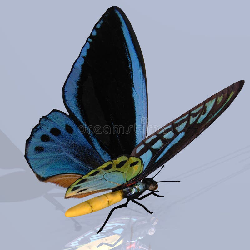 Digital Butterfly