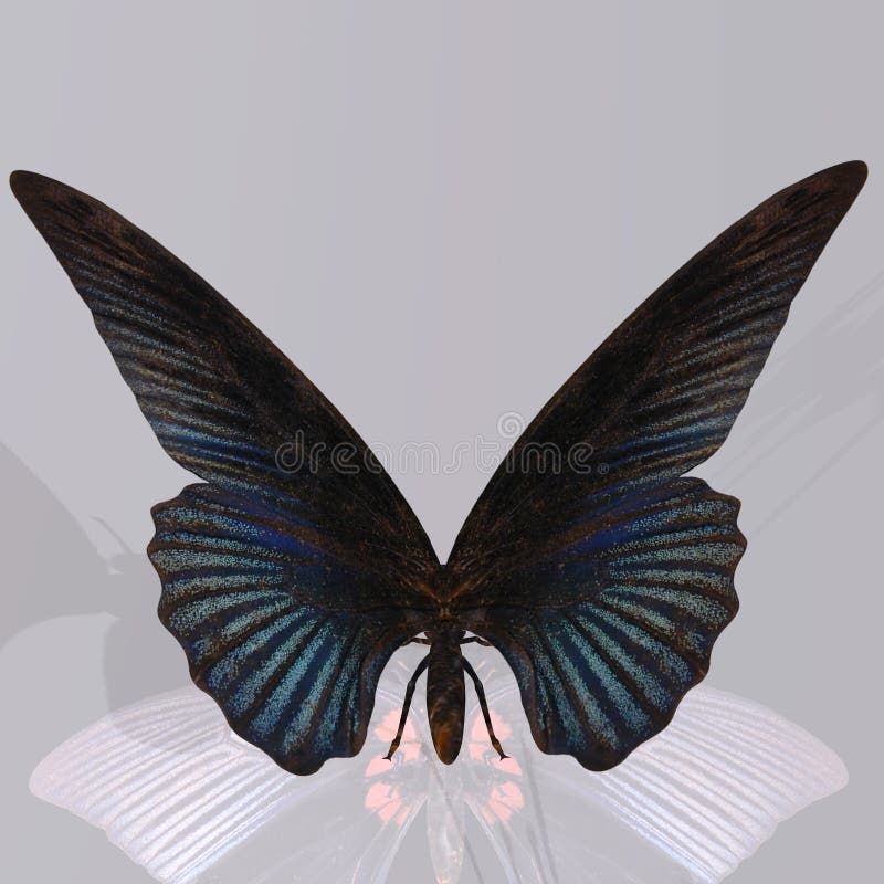 Digital Butterfly