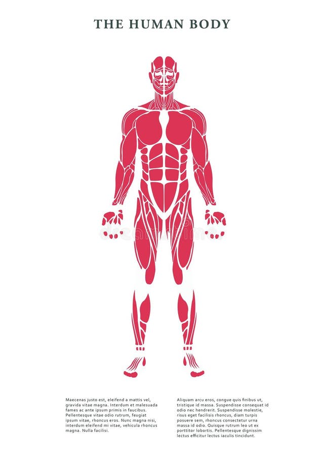 Digital image of human body muscles royalty free illustration
