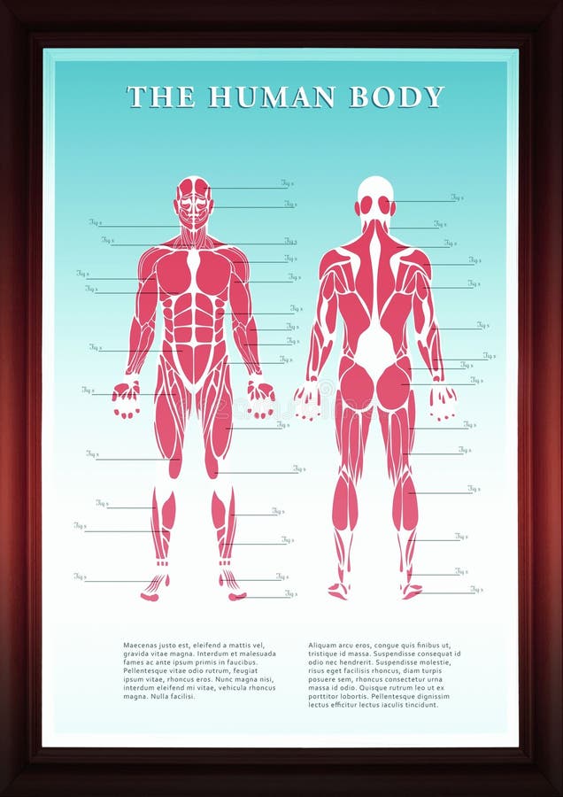 Digital image of human body structure royalty free illustration