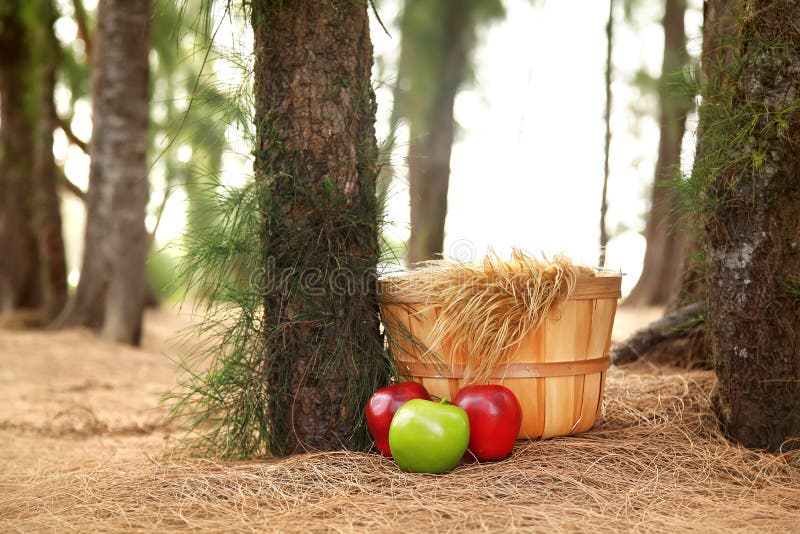 Digital Photography Background Of Fall Basket In Forrest stock photos