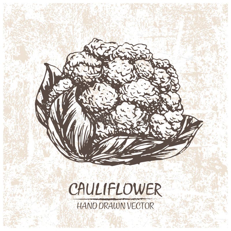 Digital vector cauliflower hand drawn illustration stock illustration Digital vector cauliflower hand drawn illustration stock illustration