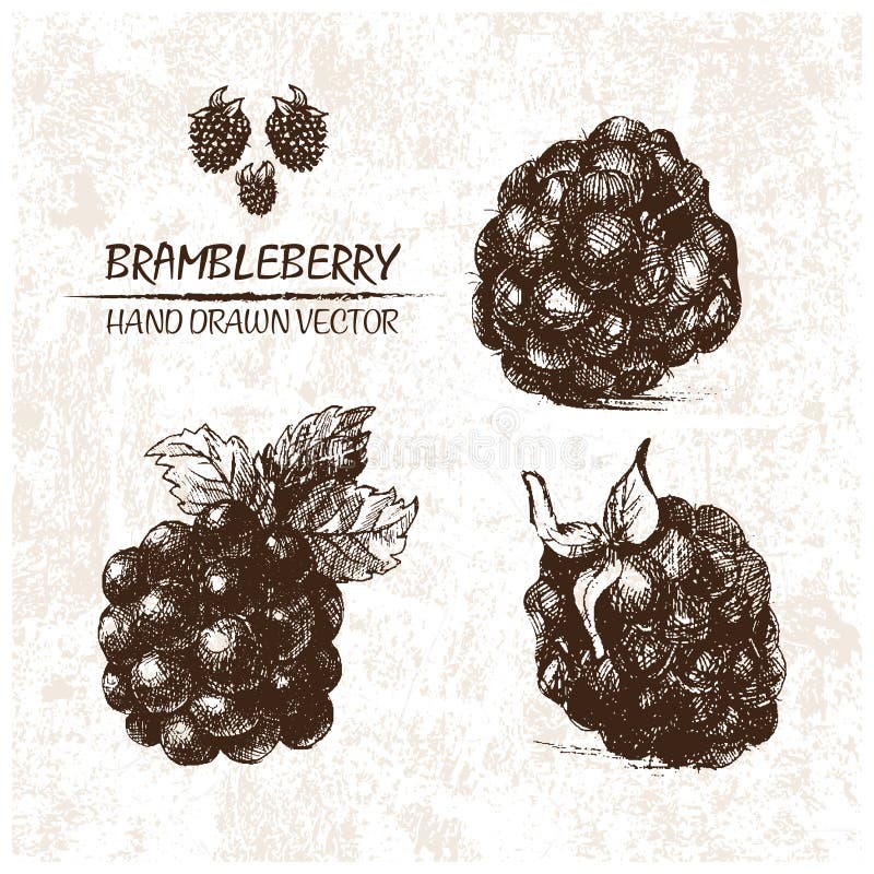 Digital detailed color brambleberry Royalty Free Vector
