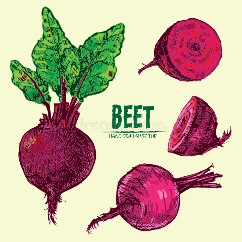 Digital Vector Detailed Line Art Color Beet Stock Vector Illustration