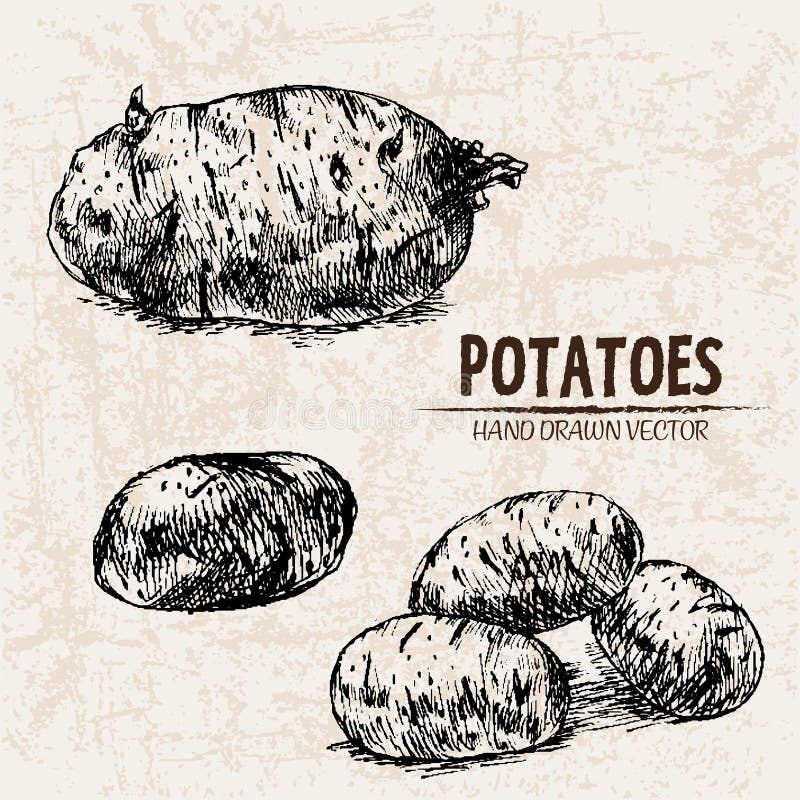 Potato Plant Drawing Images  Browse 95397 Stock Photos Vectors and  Video  Adobe Stock