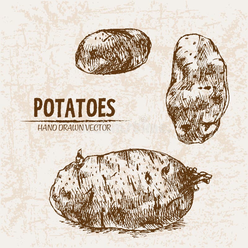 Digital Vector Detailed Line Art Potato Stock Vector - Illustration of ...