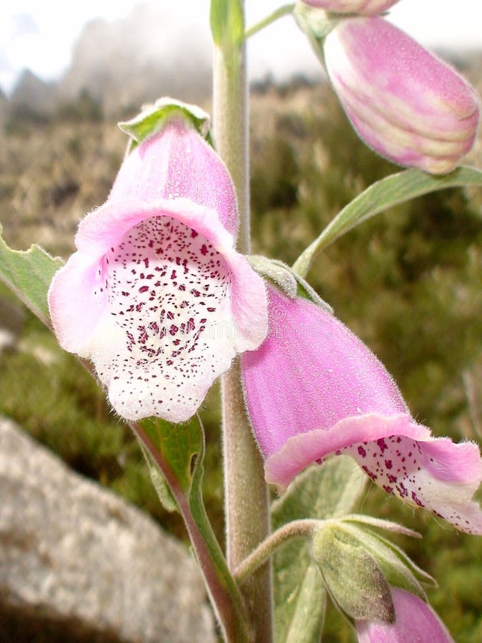 Digitale - fiore corso nella montagna fotografia stock libera da diritti Digitale - fiore corso nella montagna fotografia stock libera da diritti