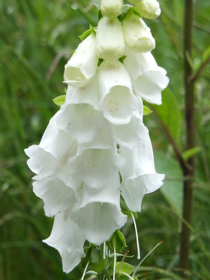 Digitale sauvage blanche dans la campagne anglaise photo libre de droits Digitale sauvage blanche dans la campagne anglaise photo libre de droits