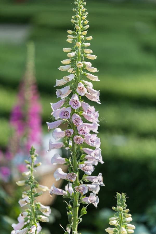 Digitalis Purpurea Flower, Foxglove, in bloom Scrophulariaceae Family-