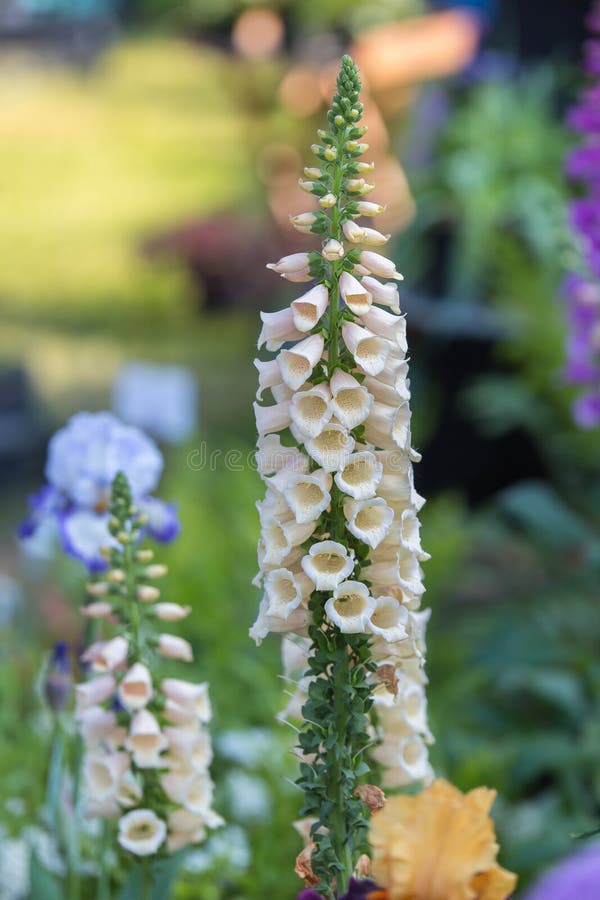 Digitalis Purpurea Flower Foxglove in bloom, Scrophulariaceae Family.