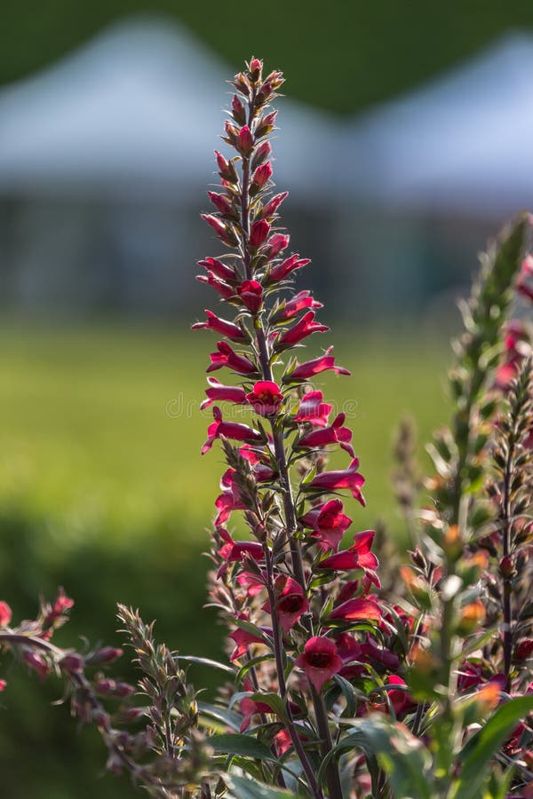 Digitalis Purpurea Flower -Purple Foxglove- in bloom, Scrophulariaceae Family.