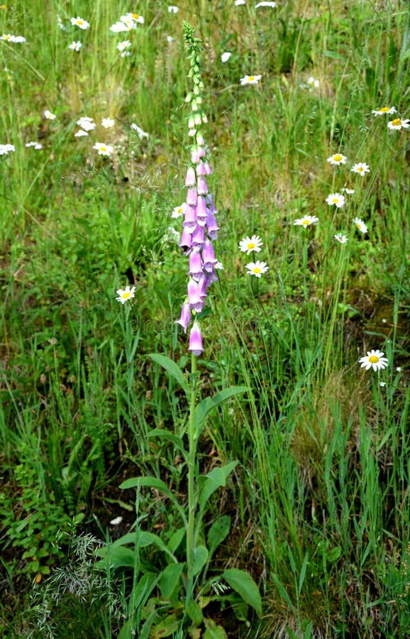 Digitalis Purpurea High Mountain Herb Very Beautiful Purple Pink Flower