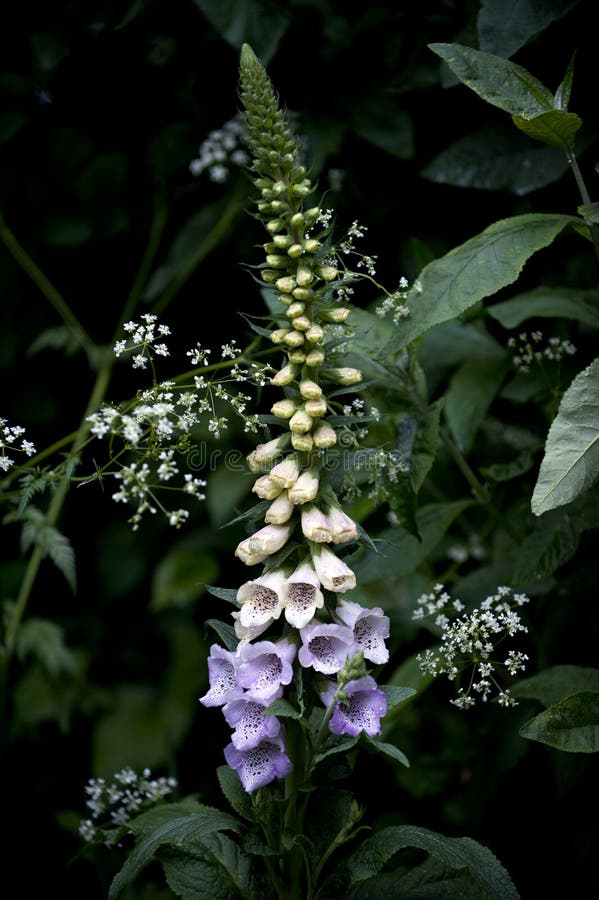 digitalisfoxglove arkivfoto digitalisfoxglove arkivfoto