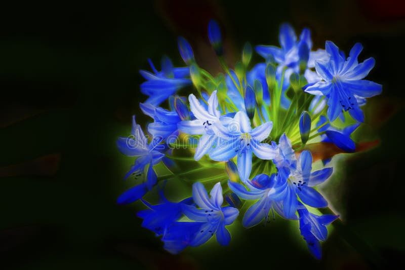Enhanced Cluster of Blue Flowers with a Black Background Stock Image