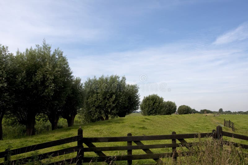 Dijk met knotwilgen Nederland, with pollarded willows Netherlands. Dijk met knotwilgen Nederland, with pollarded willows Netherlands