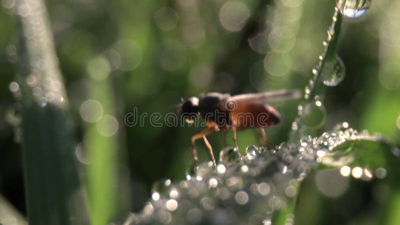 Dik de macro van het insect op blad met ochtenddauw
