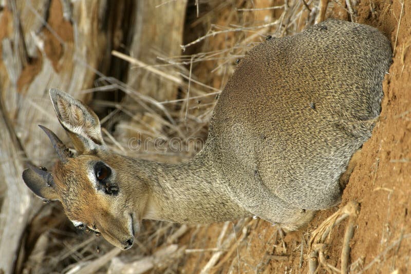 Dik Dik