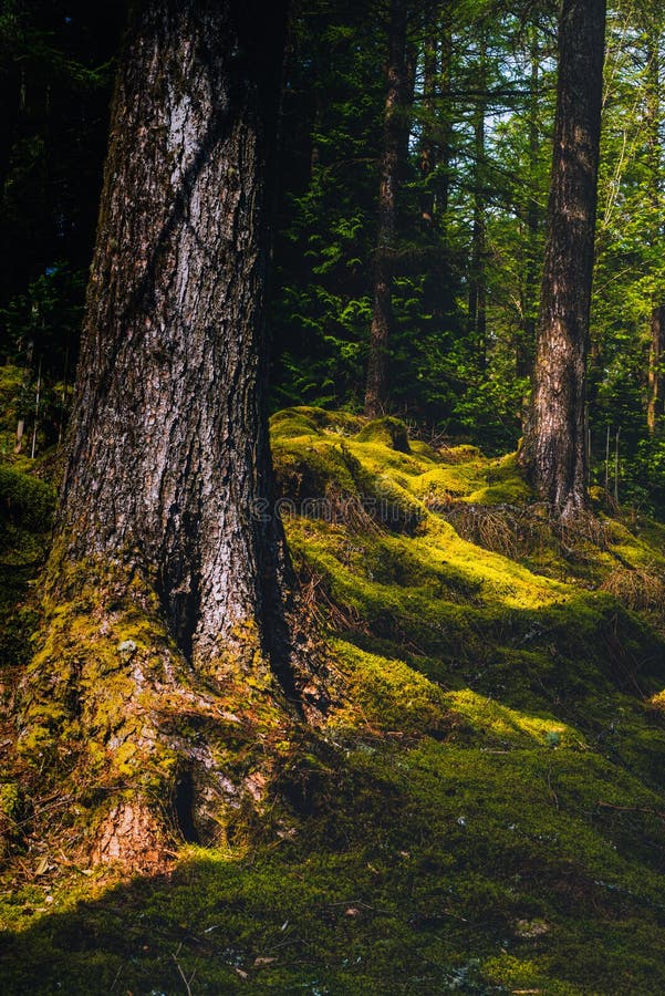 Dik Moss Growing op Forest Floor in Argyll en Bute in Schotland stock foto Dik Moss Growing op Forest Floor in Argyll en Bute in Schotland stock foto