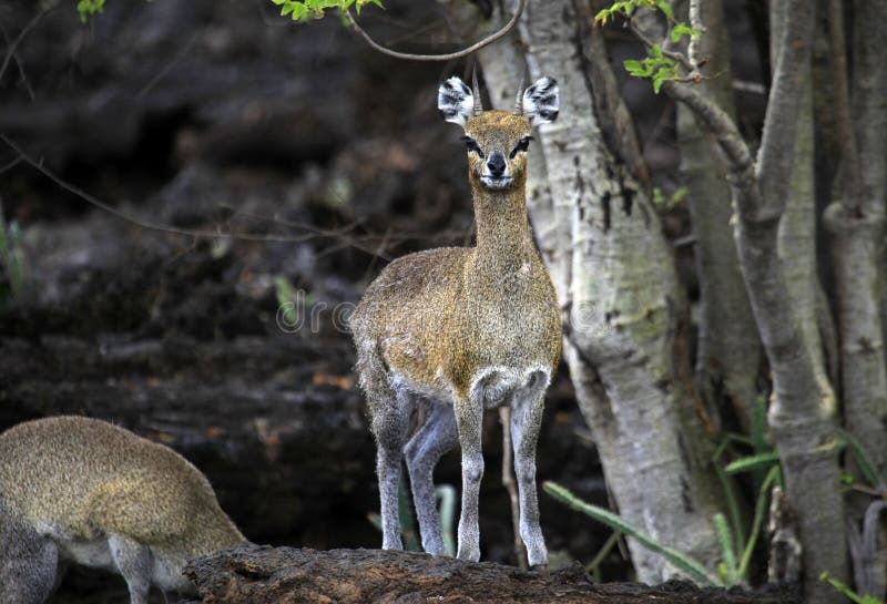 Dik-Dik nel parco nazionale di Tsavo nel Kenya fotografia stock Dik-Dik nel parco nazionale di Tsavo nel Kenya fotografia stock