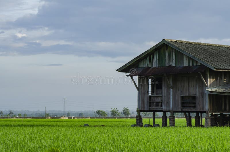 Dilapidated abandon wooden house surrounding paddy field royalty free stock photo Dilapidated abandon wooden house surrounding paddy field royalty free stock photo