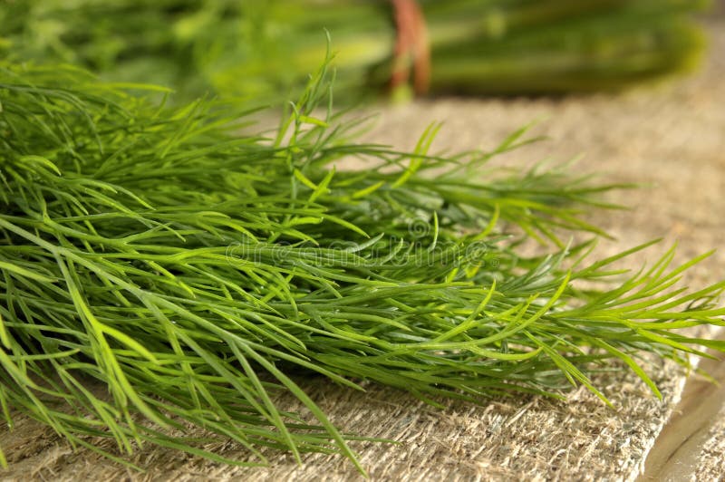 Dill stock photo. Image of color, agriculture, health 15897824