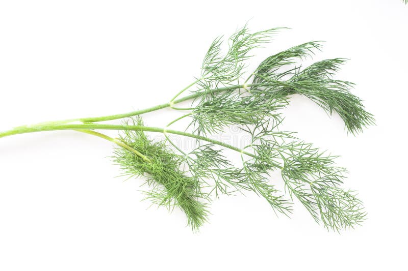 Dill sprig stock image. Image of ingredient, nature, herb 14146473
