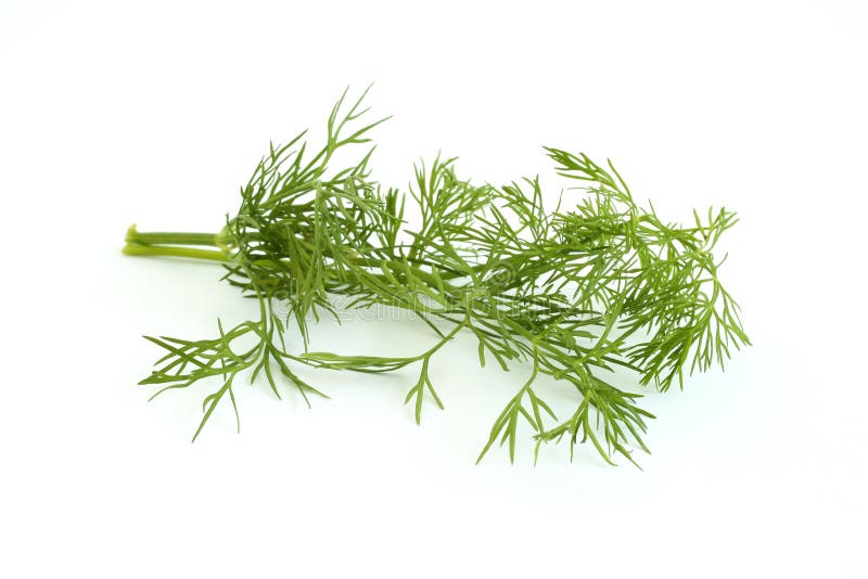 Dill frond stock photo. Image of ingredient, flavouring 336736