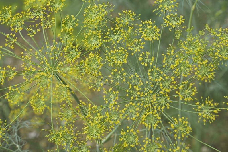 Closeup Image of Dill in Blossom. Stock Image Image of flower