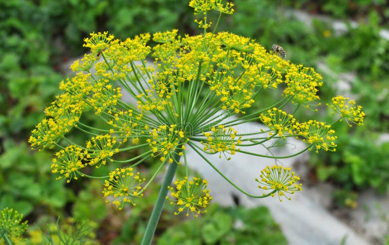 Dill Anethum Graveolens Grows in the Garden Stock Image - Image of ...