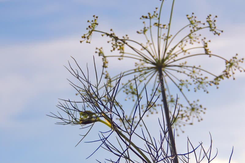 Dill bed in the garden stock photo. Image of food, farm 153809268