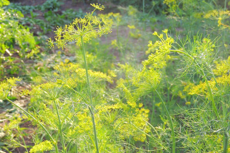 Dill bed in the garden stock image. Image of flora, grass 153809275