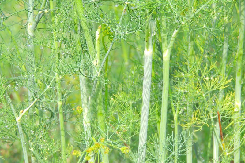 Dill bed in the garden stock image. Image of garden 153809551