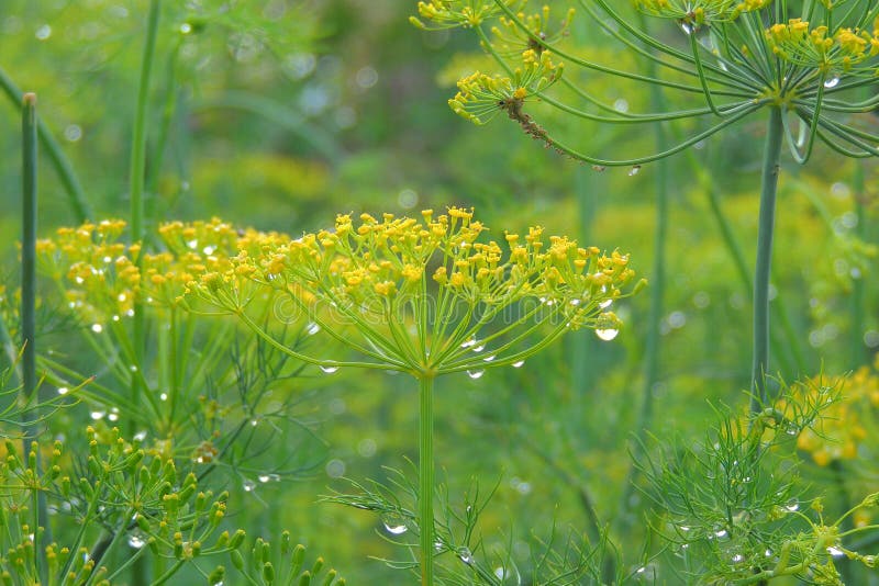 Dill bed in the garden stock photo. Image of herb, harvest 155591468