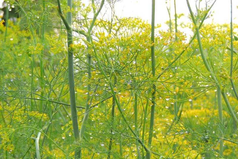 Dill bed in the garden stock image. Image of flora, harvest 155591499