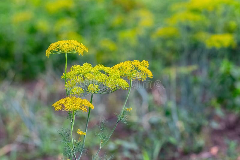 Dill on the Beds. Dill Inflorescence in the Field, Growing Dill Stock