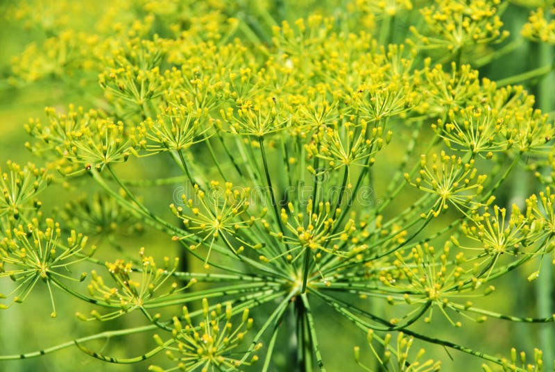 Dill stock image. Image of summer, dill, fresh, fennel 20654151