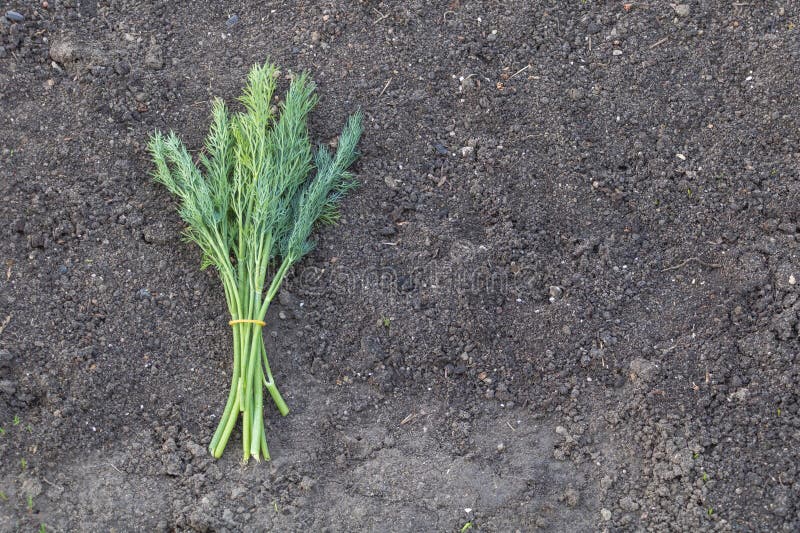 Dill en la cima del suelo vista del fondo del jardín. Un montón de eneldo y cilantro verde yace en un parche vacío de foto de archivo