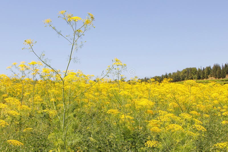 Dill. Fennel. Plants blossom with yellow flower heads grow