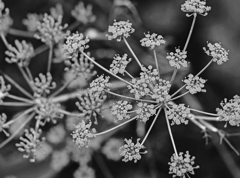Dill flower stock image. Image of textured, flower, macro 11912379