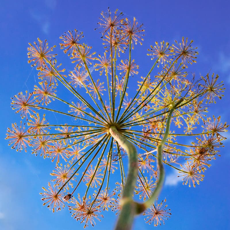 Dill Flowers and a Blue Sky Stock Image Image of bright, background