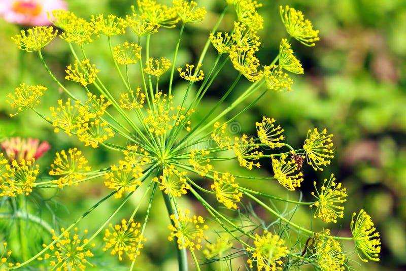 Dill flowers stock photo. Image of colors, flower, healthcare 74484418