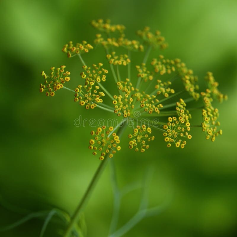 Dill Flowers with Dew Drops Stock Photo Image of herb, green 76493522