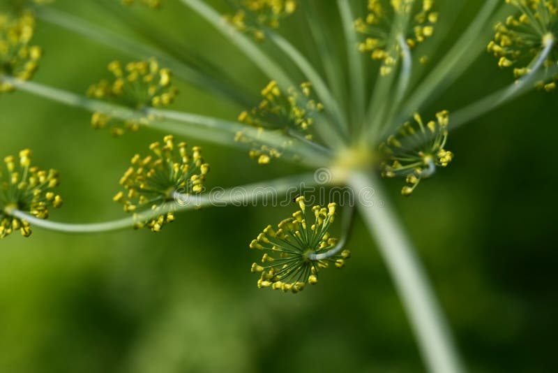 Dill flowers stock image. Image of sunlight, summer 155155399