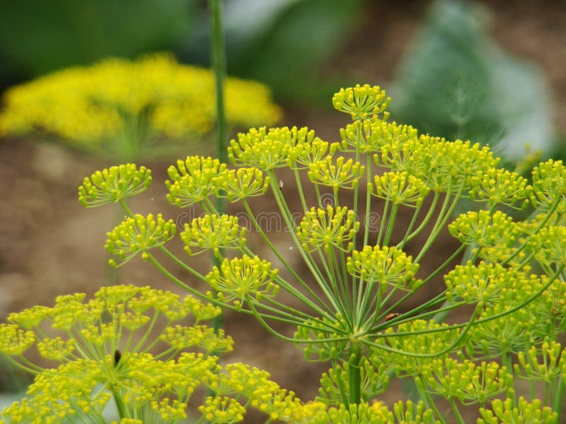 Dill, Dill Flowers. Yellow Dill Flowers in the Garden Stock Photo